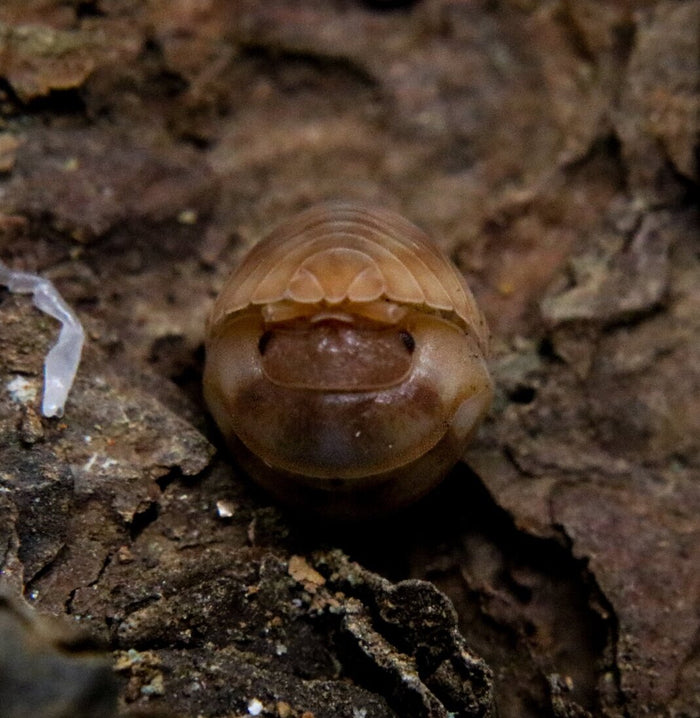 Armadillidium nasatum “Peach” image 2