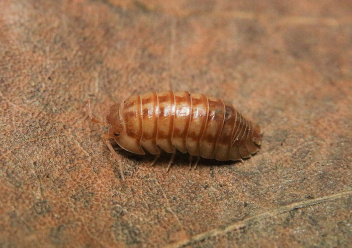 Armadillidium nasatum “Peach” image 3