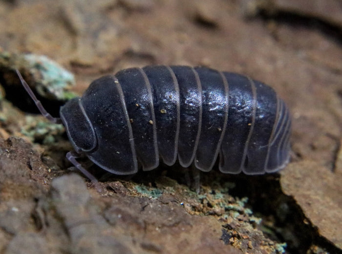 Armadillo officinalis "Spain"