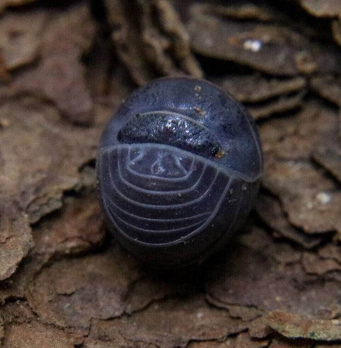 Armadillo officinalis "Spain" image 2