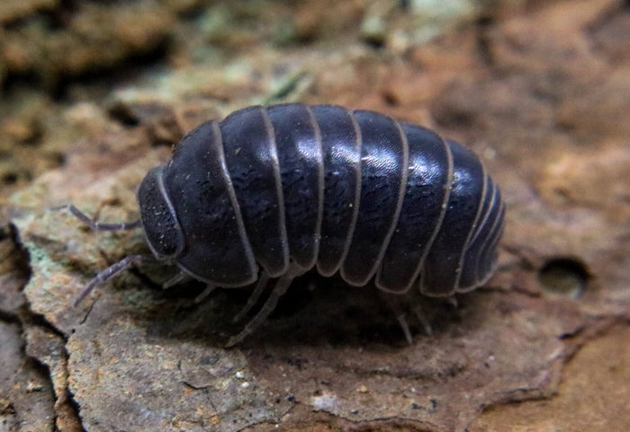 Armadillo officinalis