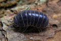 Armadillo officinalis
