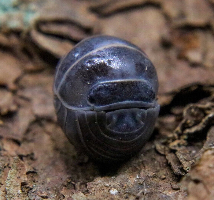 Armadillo officinalis image 2