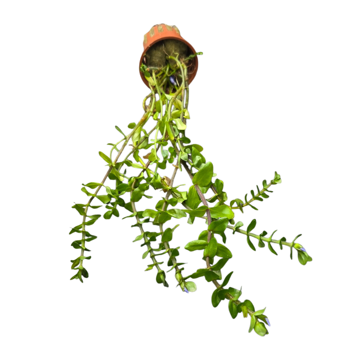 Bacopa caroliniana