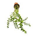 Bacopa caroliniana