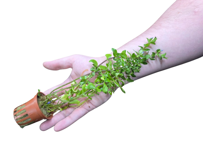 Bacopa caroliniana