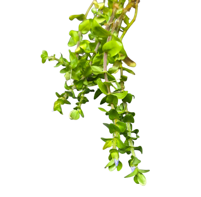 Bacopa caroliniana