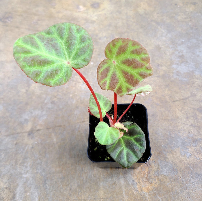 Begonia aff. nurii