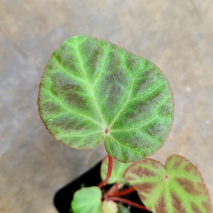 Begonia aff. nurii image 2