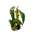 Begonia amphioxus