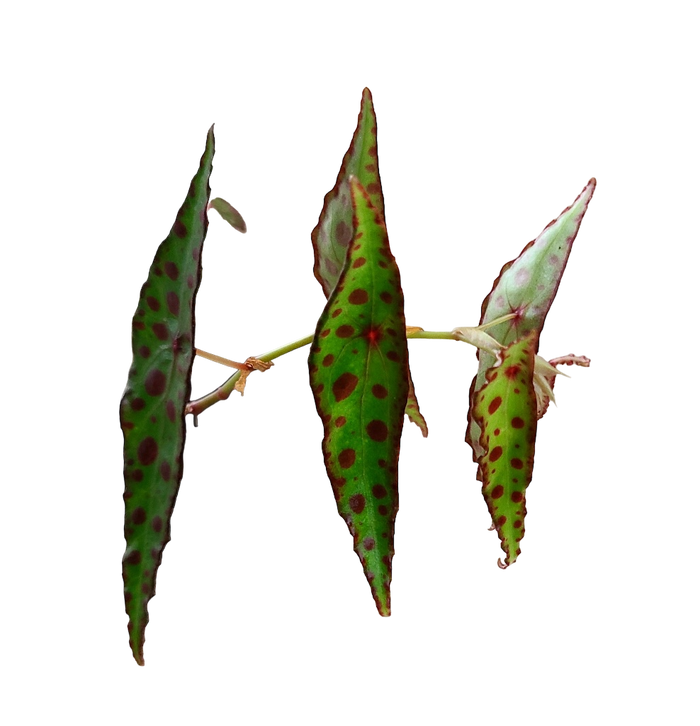 Begonia amphioxus image 2