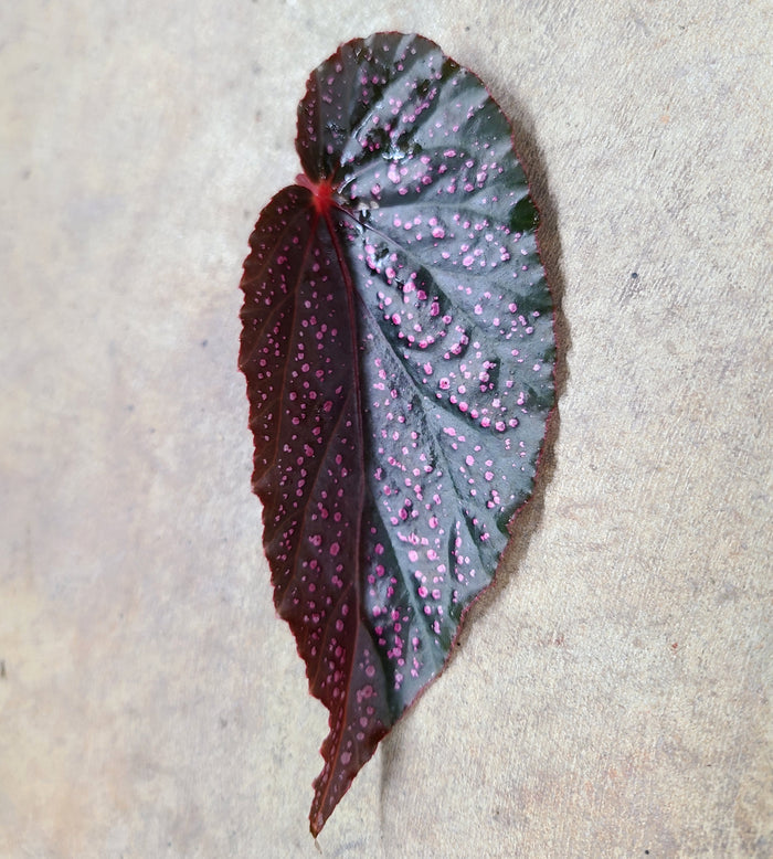 Begonia Benigo Pink image 2