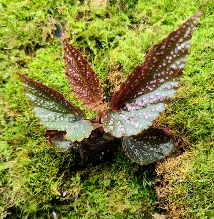 Begonia Benigo Pink image 3
