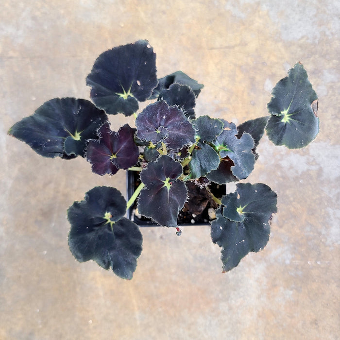 Begonia Black Fancy