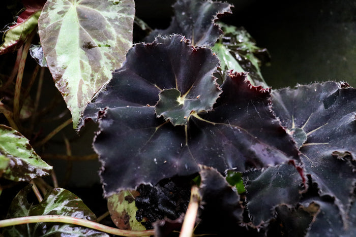 Begonia Black Fancy image 2