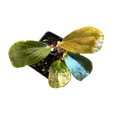 Begonia blancii