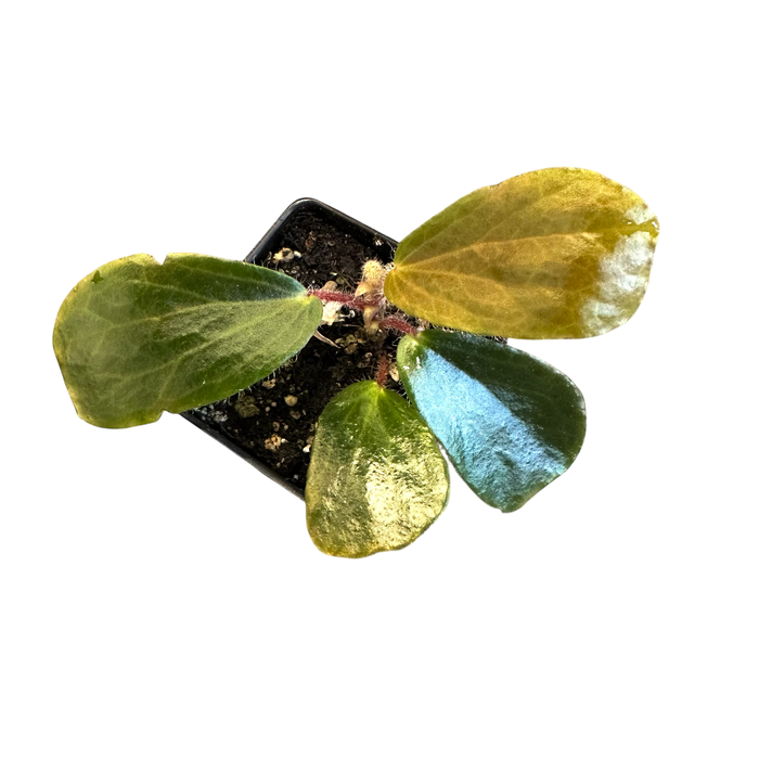 Begonia blancii