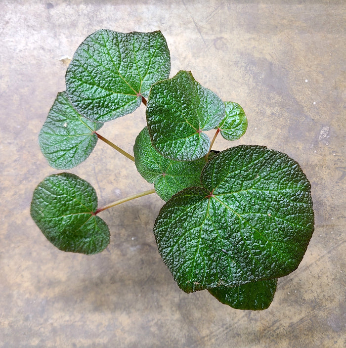 Begonia Boomer