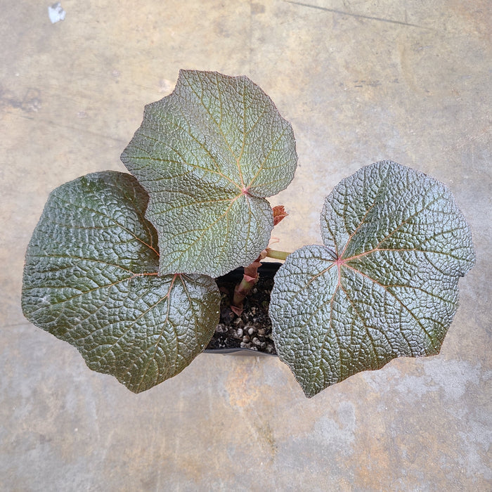 Begonia Boomer image 2