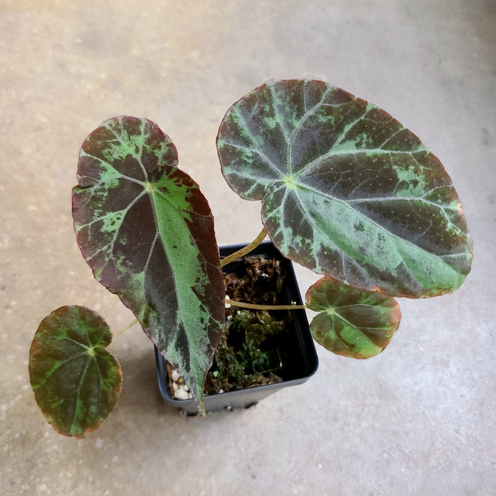 Begonia burkilii