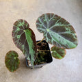 Begonia burkilii