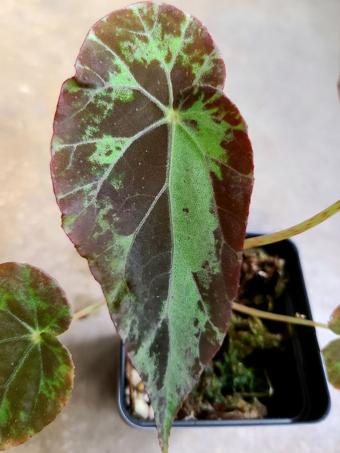 Begonia burkilii image 2