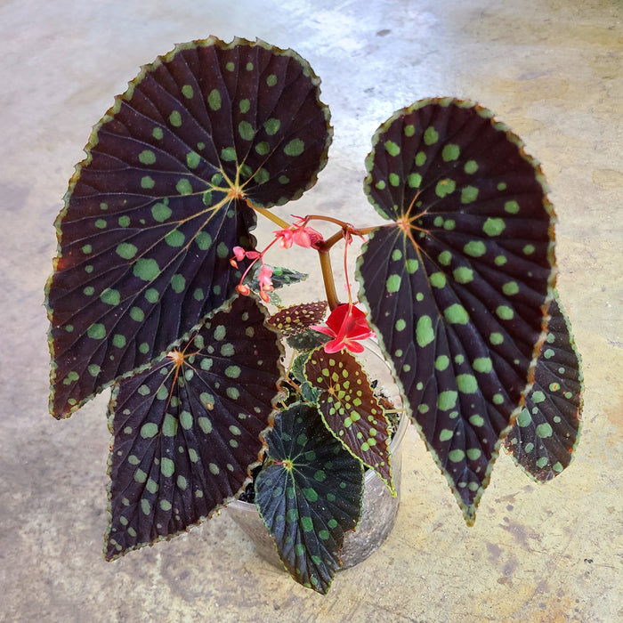 Begonia chlorosticta "Red Form"