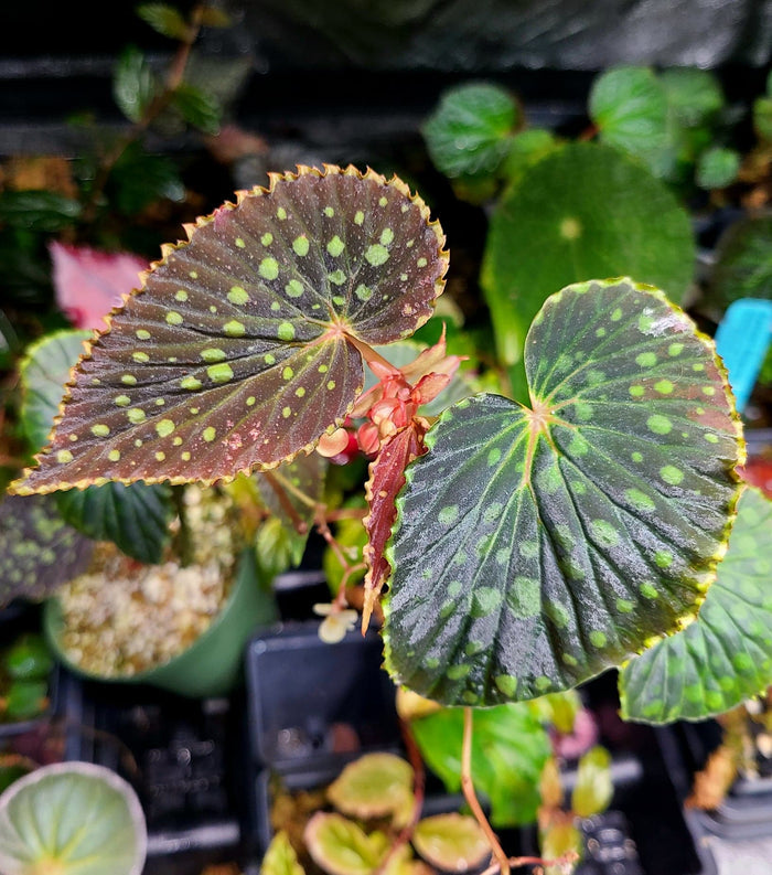 Begonia chlorosticta "Red Form" image 2