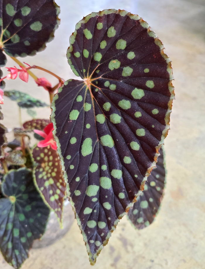 Begonia chlorosticta "Red Form" image 3