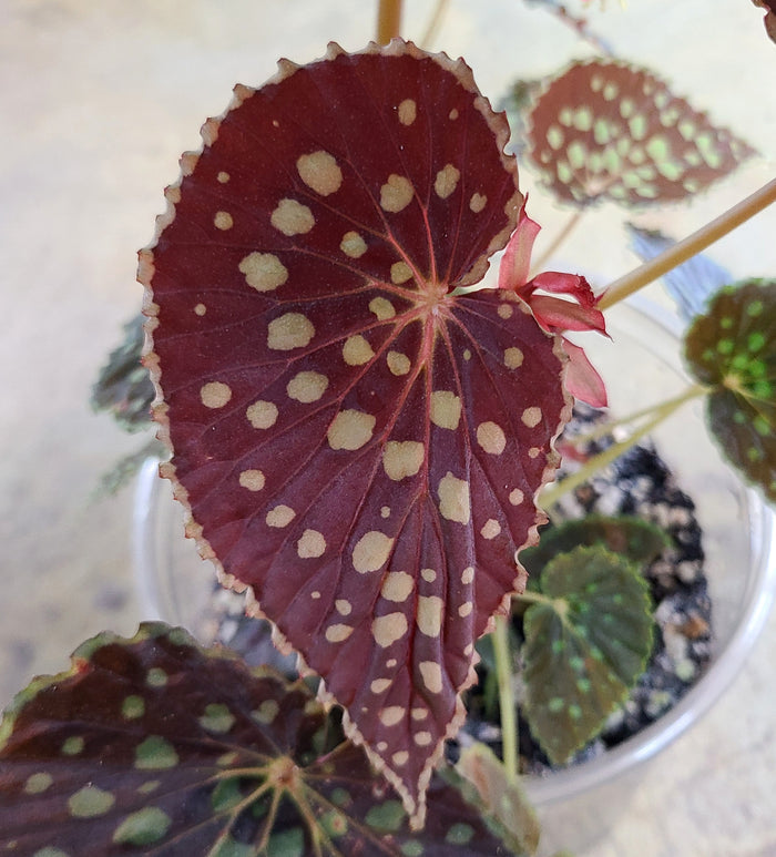 Begonia chlorosticta "Red Form" image 4