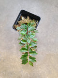 Begonia foliosa