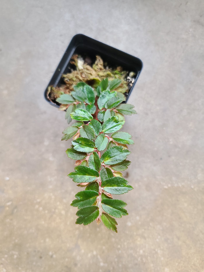 Begonia foliosa