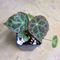 Begonia goegoensis