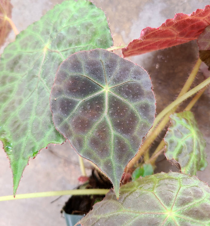 Begonia goegoensis image 2