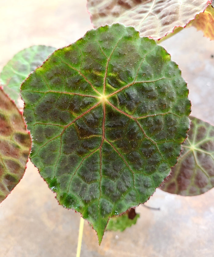Begonia goegoensis image 3