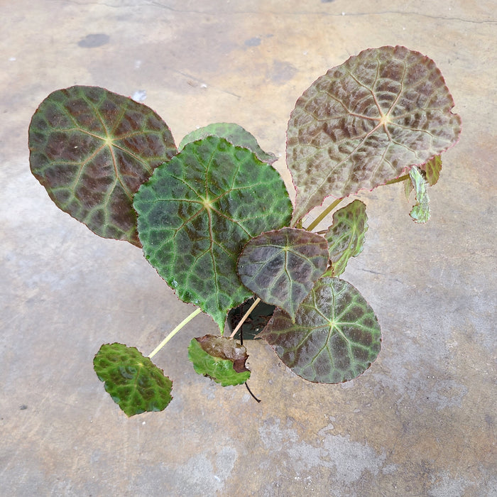 Begonia goegoensis image 4