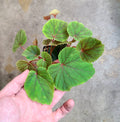 Begonia grandis