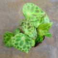 Begonia kingiana