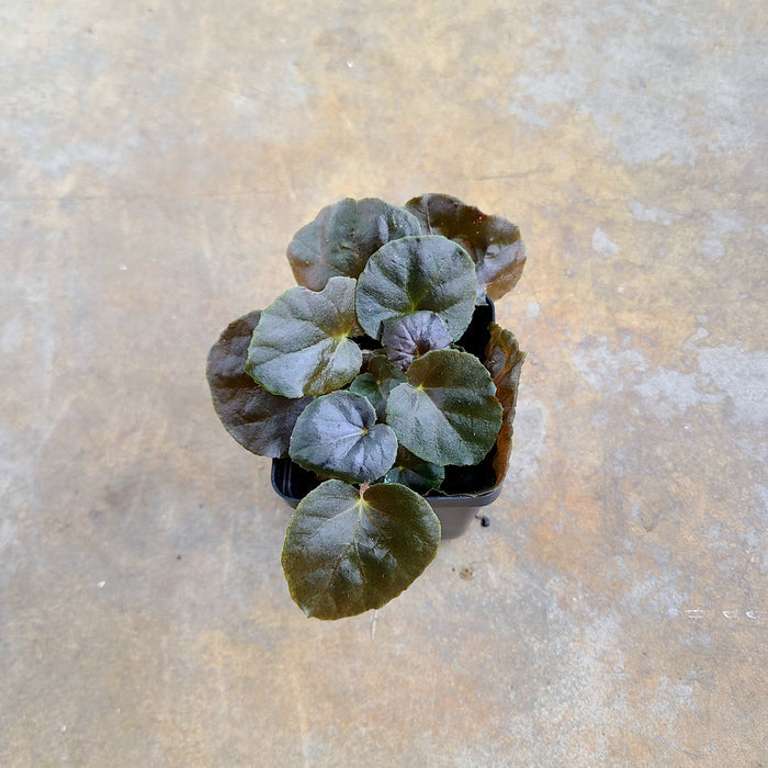 Begonia metachroa