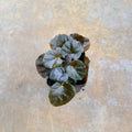 Begonia metachroa