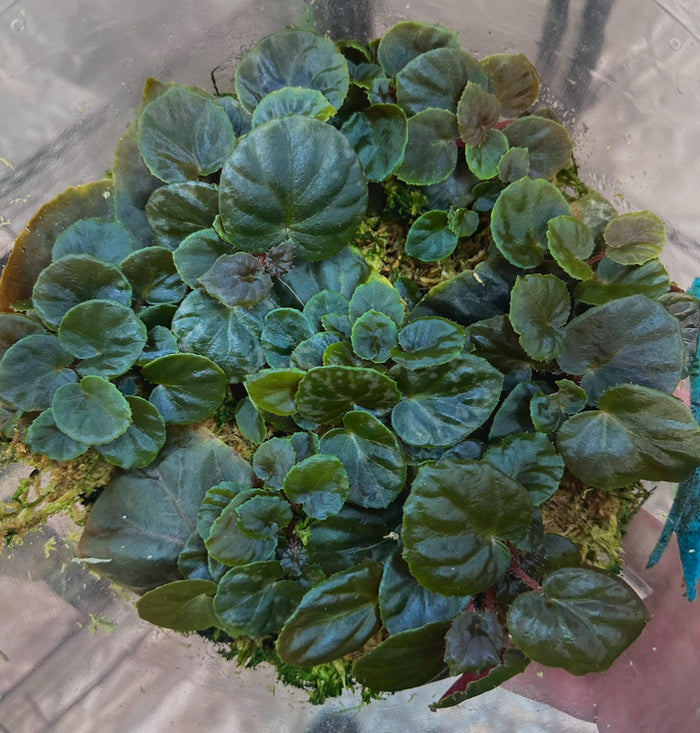 Begonia metachroa image 2