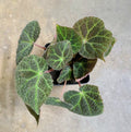 Begonia ningmingensis Dark Form