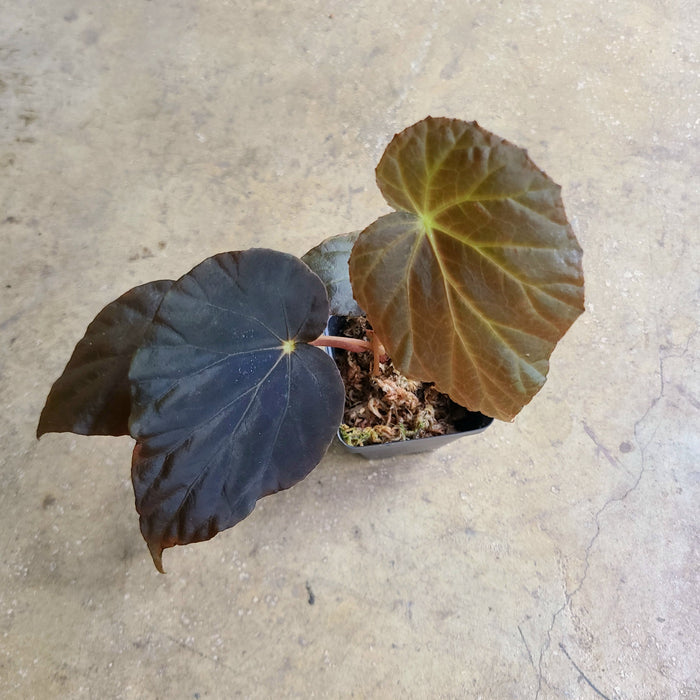 Begonia pavonina