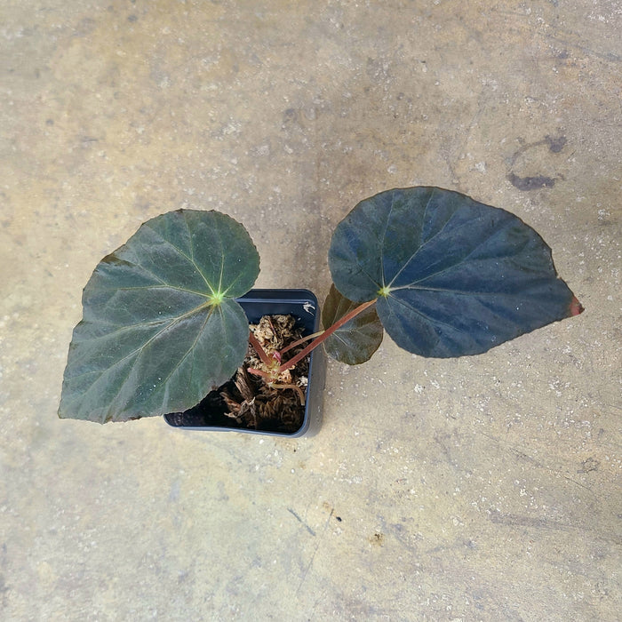 Begonia pavonina image 2