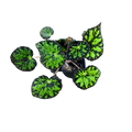Begonia Persian Brocade