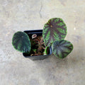 Begonia quadrialata subsp. nimbaensis
