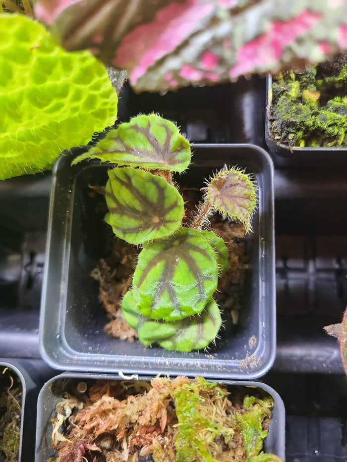 Begonia quadrialata subsp. nimbaensis image 2