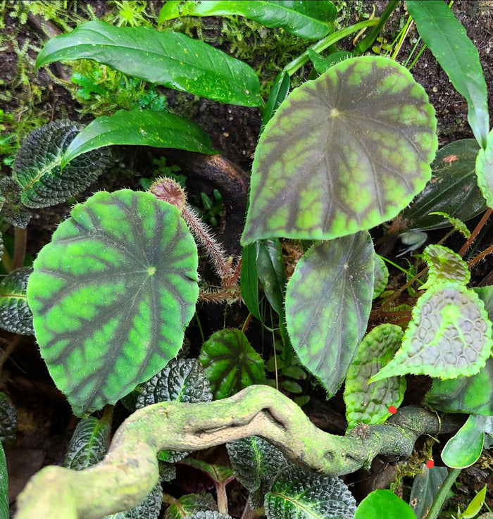 Begonia quadrialata subsp. nimbaensis image 3