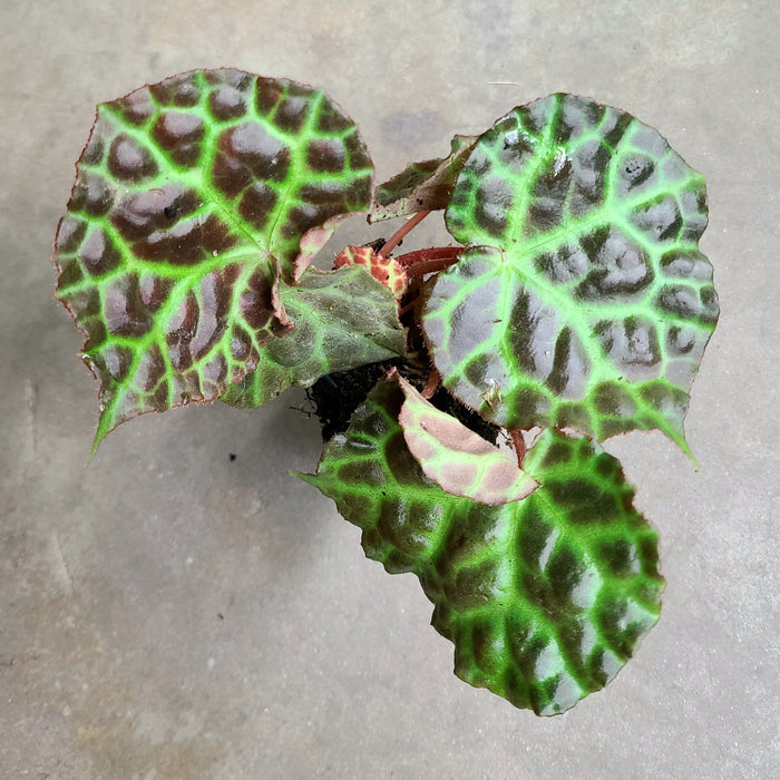 Begonia rajah