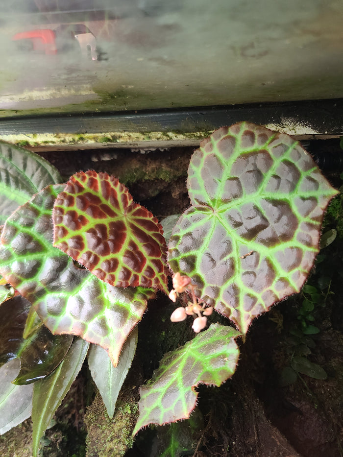 Begonia rajah image 2
